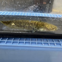 🐡ちょうどいいサイズのナマズ君１２cmくらい（見た目）🐟小型水槽セットの画像