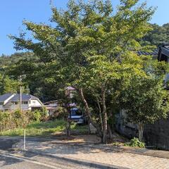 桜の木などの庭木の画像