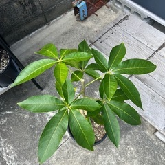 希少　ホワイトサポテ　苗木　台木　実生苗木の画像