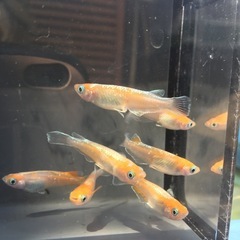 めだか天照メダカの画像
