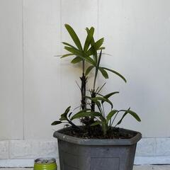 🌿カンノンチク（子株、多）🌿観音竹/観葉植物🌿の画像