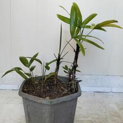 🌿カンノンチク（子株、多）🌿観音竹/観葉植物🌿の画像