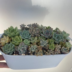 多肉植物の画像