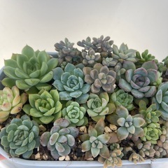 多肉植物の画像
