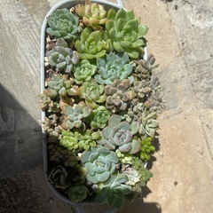 多肉植物の画像