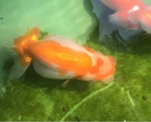 らんちゅう 優良系統 極太 当歳 10cm前後