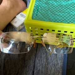 02 サングラスの画像