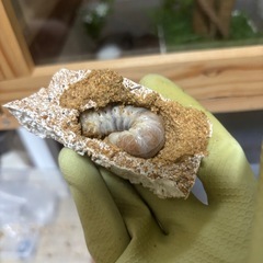 【無くなり次第終了】菌糸カップの画像