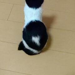 生後3ヶ月の子猫の里親を募集します - 里親募集