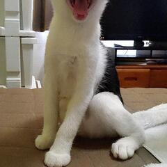 生後3ヶ月の子猫の里親を募集します - 猫