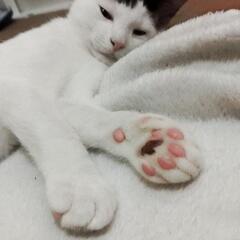 生後3ヶ月の子猫の里親を募集します − 島根県