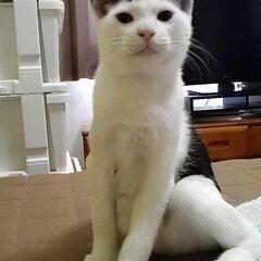 生後3ヶ月の子猫の里親を募集します - 松江市
