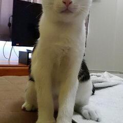 生後3ヶ月の子猫の里親を募集します