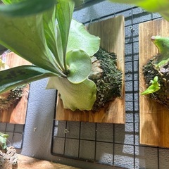 ビカクシダ
の画像
