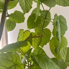ウンベラータ　180cmの画像