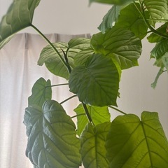 ウンベラータ　180cmの画像