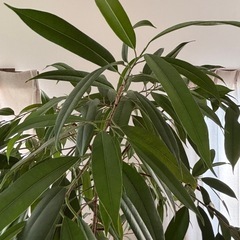 観葉植物　アムステルダムキング　の画像