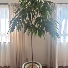 観葉植物　アムステルダムキング　の画像