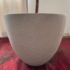 観葉植物　アムステルダムキング　の画像