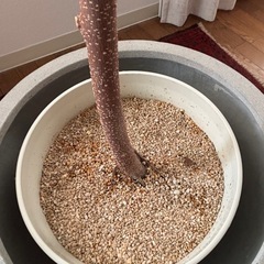 観葉植物　アムステルダムキング　の画像