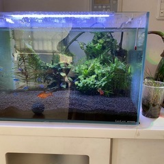 水槽の画像