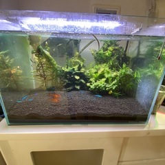 水槽の画像