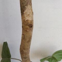 0831-027 人工観葉植物の画像