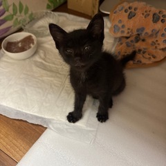 道，あぜ道に捨てられていた子です，母猫おらず，保護しました