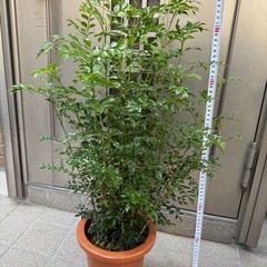 新品シマトネリコ観葉植物の画像