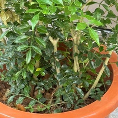 新品シマトネリコ観葉植物の画像