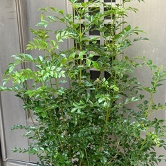 新品シマトネリコ観葉植物の画像