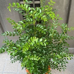 新品シマトネリコ観葉植物の画像