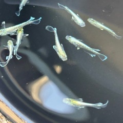 めだか　エメキン　7匹の画像