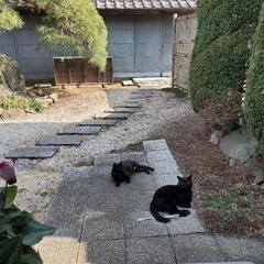 兄弟の黒猫達 - 猫