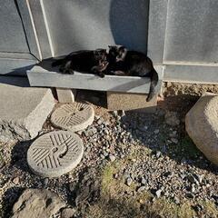 兄弟の黒猫達