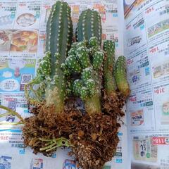 多肉植物、他あげます🌵　の画像