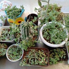 多肉植物、他あげます🌵　の画像