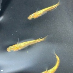 めだか　サンシャイン　10匹の画像