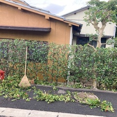 🆘生垣🌲の剪定✂️刈り込み致します☺️