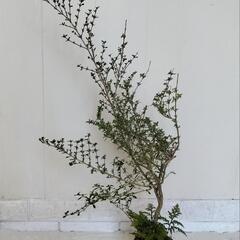 【💖Thankyou💖】🌿白丁花（白）80cm・黄金シダ/観葉植物🌿の画像