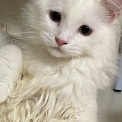 マンチカン5ヶ月の男の子の飼い主様募集中♡