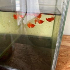 グッピーの画像