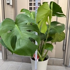新品モンステラ観葉植物の画像