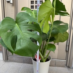 新品モンステラ観葉植物の画像
