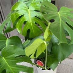 新品モンステラ観葉植物の画像
