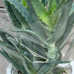 新品アロエ観葉植物の画像