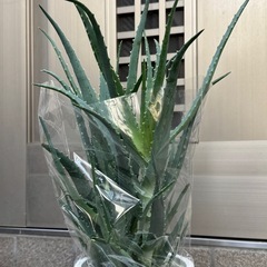 新品アロエ観葉植物の画像