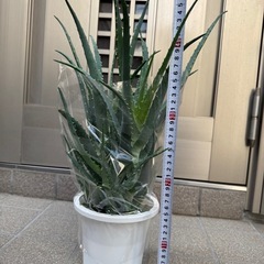 新品アロエ観葉植物の画像