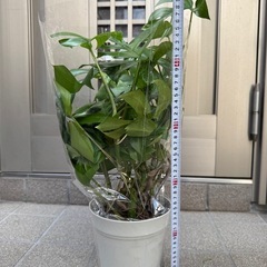 新品モンステラの画像