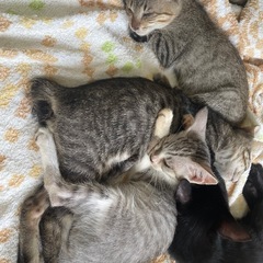 子猫ちゃんです！（募集中・問合せお願いします）